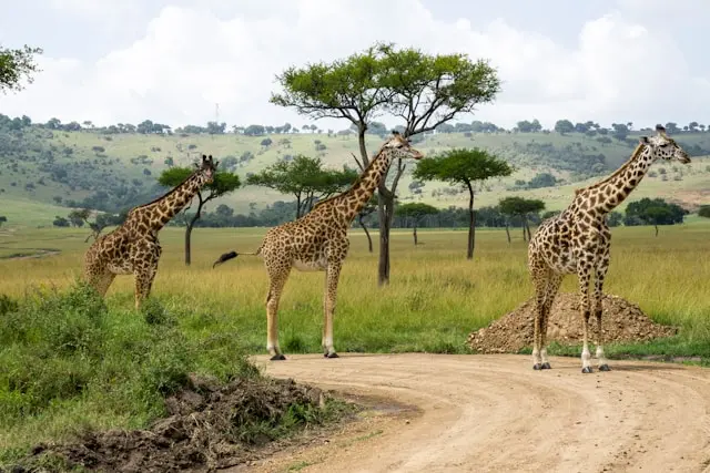 The Kenyan Wilderness Escape 2